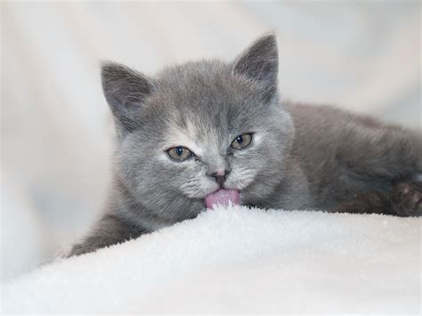 Wallpaper Whiskers Russian Blue Lies British Shorthair Kitten
