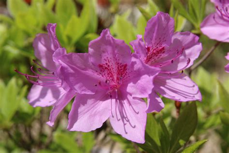 5 Spring Blooms Youll See Everywhere In Florida 30a