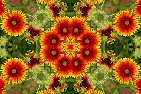 Indian Blanket Flower Kaleidoscope Photograph By Bill Barber