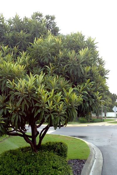 Buy Loquat Tree Free Shipping 3 Gallon Size Eriobotrya Japonica For