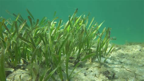 New Study Sparks Fresh Call For Seagrass Preservation Scimex