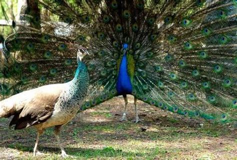 Interesting Facts About The National Bird Of India The Peacock Hubpages