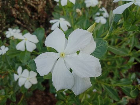 White Catharanthus Roseus Blooms Beautifully Stock Photo Image Of