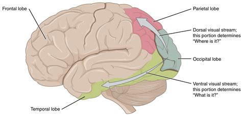 This Image Shows The Side Of The Human Brain And Maps Different Regions