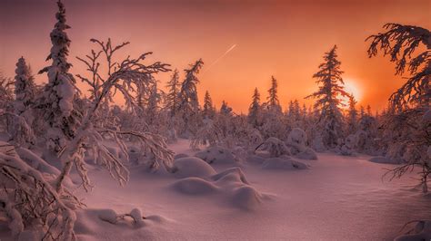 Fir Tree And Forest With Snow Covered During Sunset Hd Winter