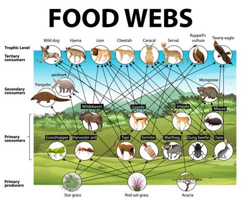 Food Chain Diagram Illustrations Royalty Free Vector Graphics And Clip