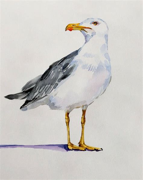 Gray Seagull Portrait Sea Birdocean Bird Art Original Watercolor