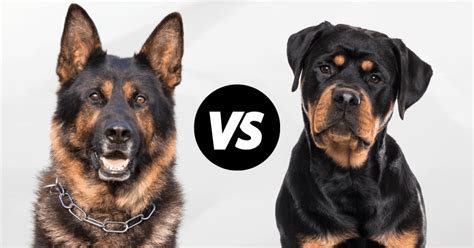 German Shepherd Vs Rottweiler Which Is Right For You The German