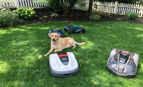 How Do Dogs Respond To Robotic Lawn Mowers Autmow Robotic Mowing