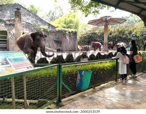 Kebun Binatang Ragunan Jakarta Indonesia 06162021 Stock Photo