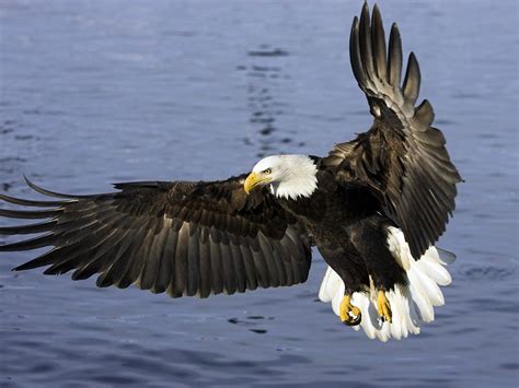 Bald Eagle Landing Smithsonian Photo Contest Smithsonian Magazine