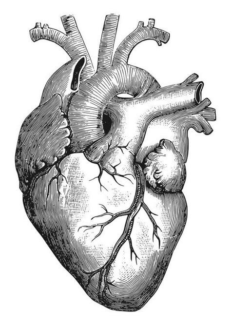 This heart coloring page features the cupid's bow of love. Pin on 灵感参考