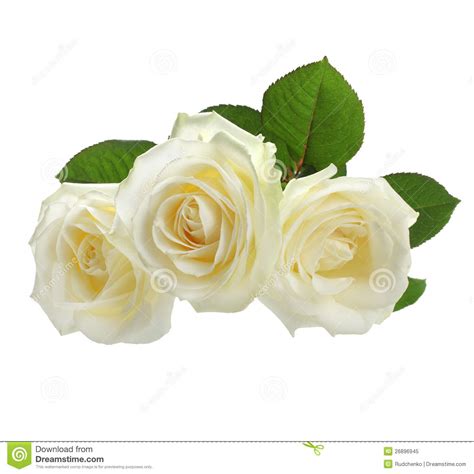 White Roses Isolated On White Stock Image Image Of Flower White