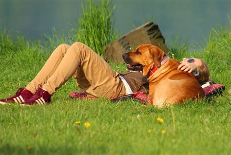 The fair housing amendments act and air carrier access act protect your rights in having an emotional support animal in any housing without being forced to pay any pet fees or deposits and fly in the cabin of an airplane with their owner for free. How to Register My Dog as an ESA? Tip #1 - Don't! - ESA ...