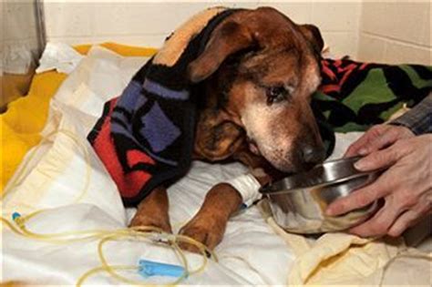 Symptoms of liver cancer in dogs. Osteosarcoma In Dogs