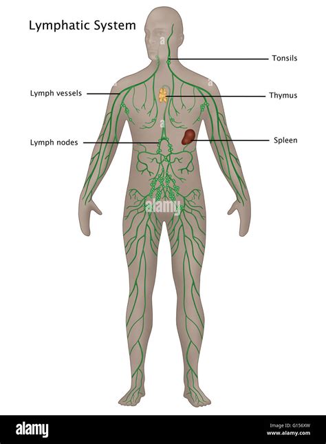 The Immune System Diagram Labeled