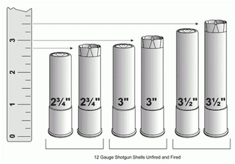 Shotgun Shell Buckshot Size Chart Can You Rank All 12 Gauge Shotgun