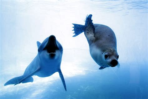 Dolphin And Seal Are Underwater Bffs