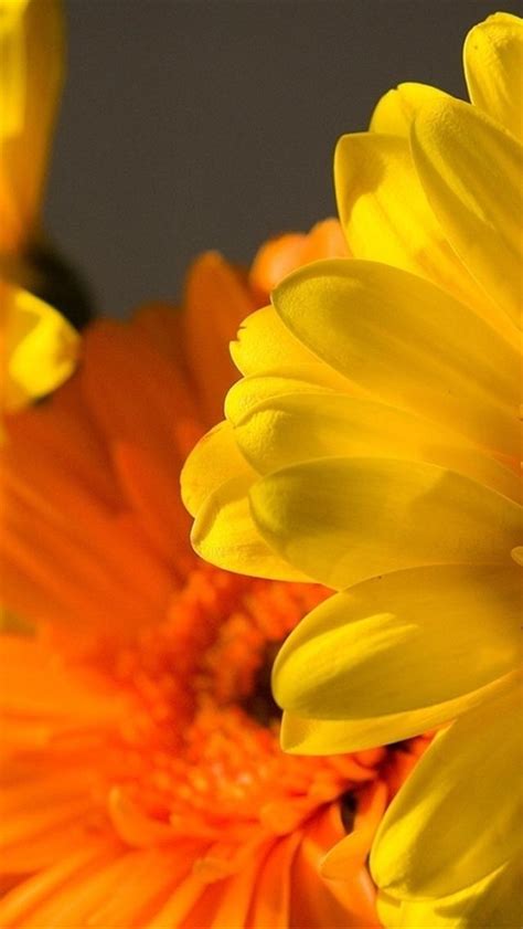 Free Download Yellow And Orange Flower Iphone 5 Wallpapers Downloads