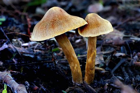 Understanding Psilocybin Mushrooms Information Side Effects Risks