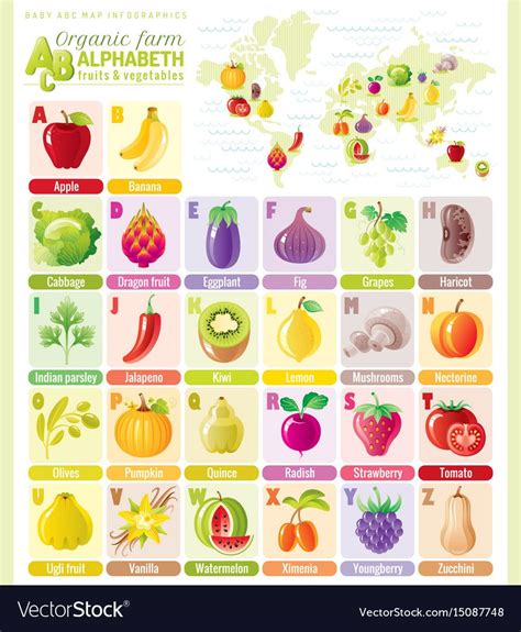 Alphabet Food Infographics Fruit Vegetable Vector Image Food
