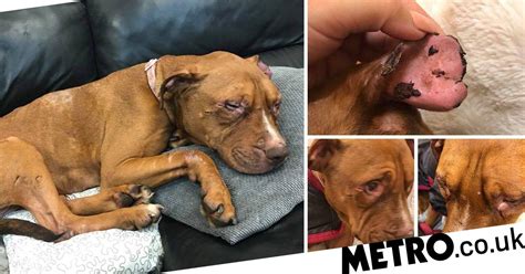 Dogs Trauma At Being Used As Bait For Dog Fighting Metro News