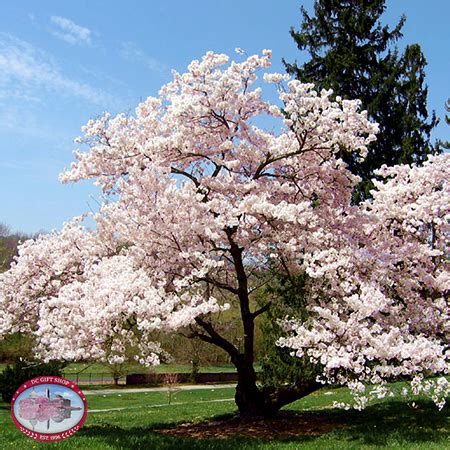 Cherry (genus prunus) is a tree on which cherry fruits grow. Live Yoshino Cherry Blossom Tree