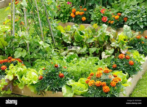 Summer Garden With Mixed Vegetable And Flower Potager Style Raised Beds