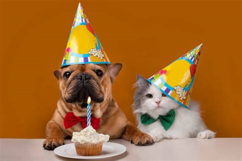 Happy Birthday From The Cat And Dog Cat Meme Stock Pictures And Photos