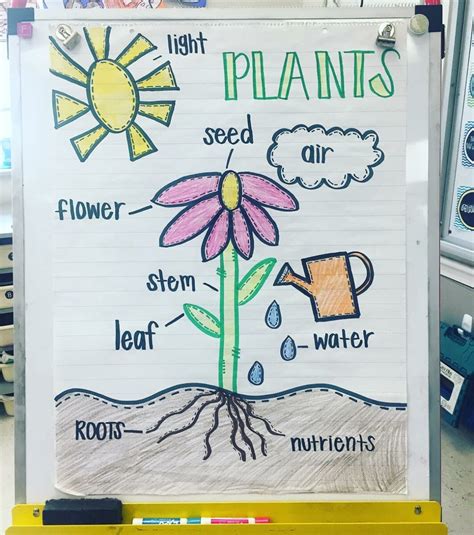 Parts Of A Plant Anchor Chart Plants Anchor Charts Parts Of A Flower