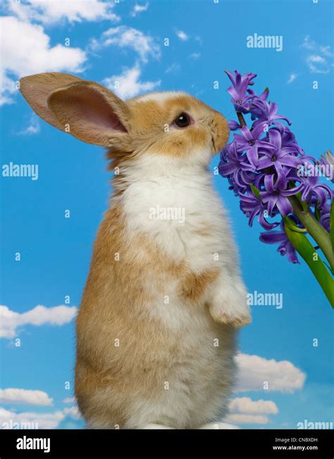 Bunny Standing Eating Flowers Stock Photo Alamy