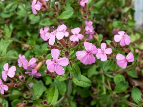 The Rock Soapwort Or Tumbling Ted Saponaria Ocymoides Flowering With