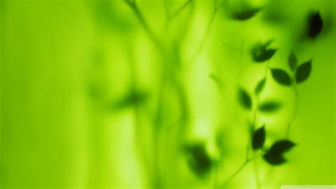 Background Blur Green Wallpaper Hd រូបភាពប្លុក Images