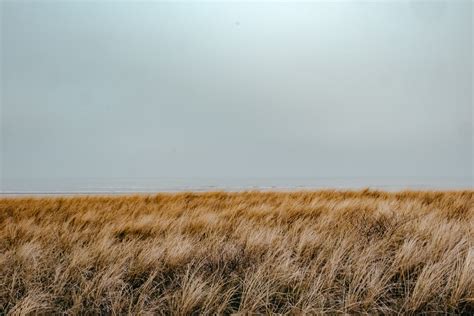 Brown Grass Pictures Download Free Images On Unsplash