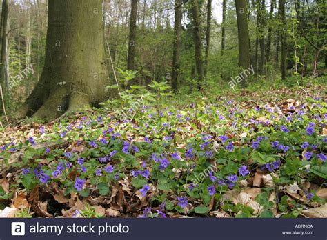 Violets Viola Odorata In A Spring Forest With Beech Trees Stock Photo