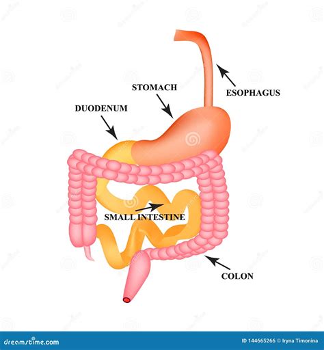 Organs of the Gastrointestinal Tract. Esophagus, Stomach, Duodenum