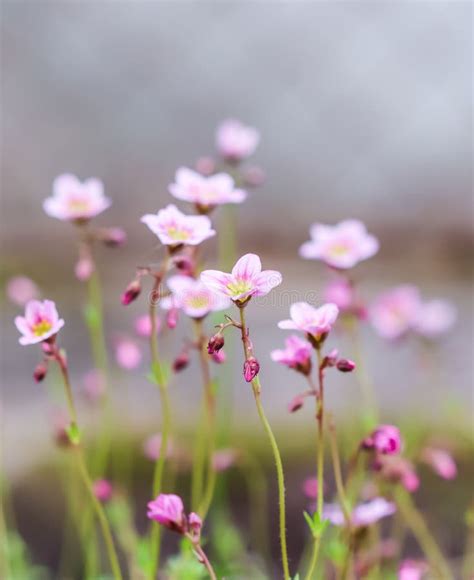 Delicate White Pink Flowers Of Saxifrage Moss In Spring Garden Stock
