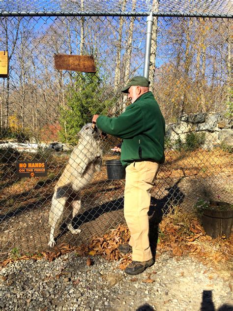 Meet The Wolves Wolf Conservation Center In South Salem Ny
