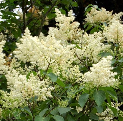 Ivory Silk Japanese Lilac Tree New Life Nursery
