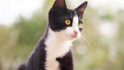 Conheça As Raças De Gato Preto E Branco Mais Bonitas Do Mundo Bougue