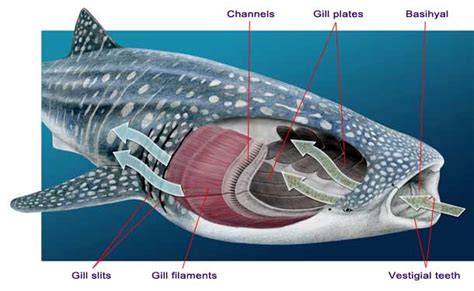 Whale Shark Anatomy Diagram