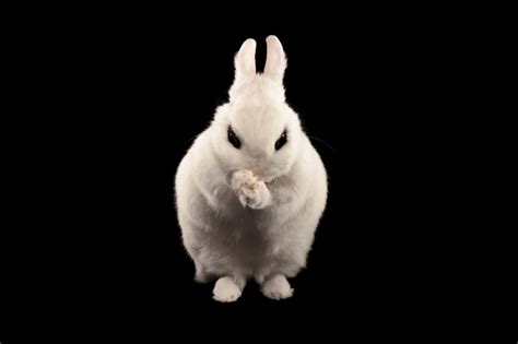 Bad Rabbit Ransomware All You Need To Know