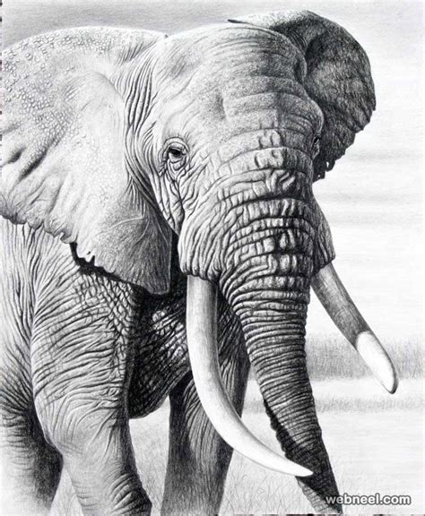 Remember that animals we see on land and in the sky are only half of our animal world. 25 Beautiful and Realistic Animal Drawings around the world