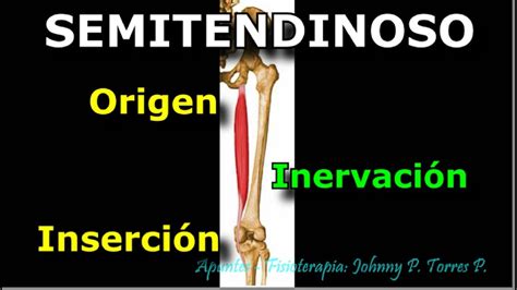 Semitendinoso Origen Insercion Inervacion Youtube