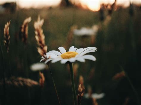 HD Wallpaper Selective Focus Photography Of White Daisy Flower