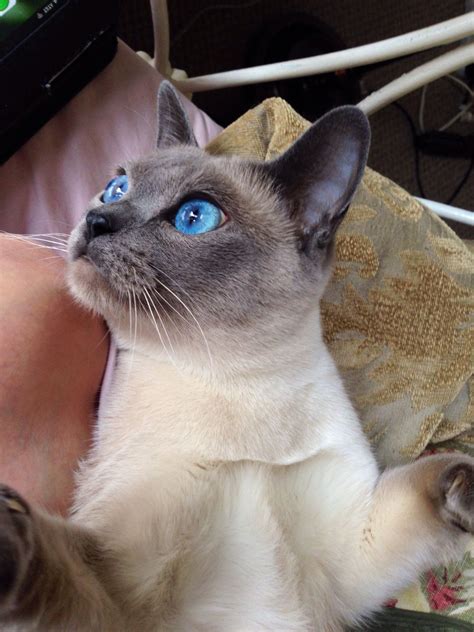 Tonkinese Blue Point Tonkinese Cat Siamese Cats Siamese Cats Facts