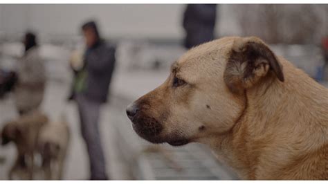 犬の目線から社会を見渡す。殺処分ゼロの国の野良犬に密着した「脱人間中心的」なドキュメンタリー『ストレイ 犬が見た世界』監督インタビュー Neut Magazine