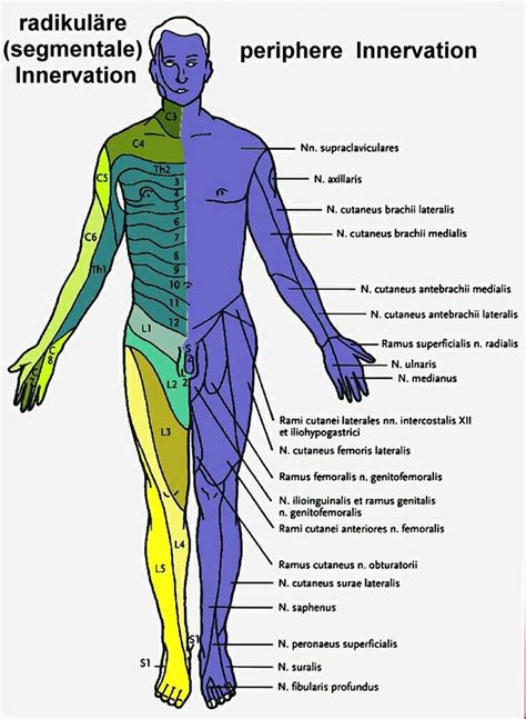 Innervation Chart Just In Case You Pinch A Nerve Doin Oh Squats