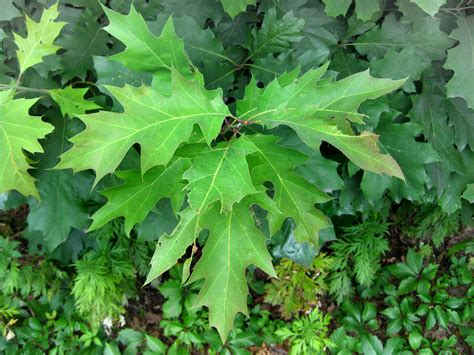 Quercus Velutina Black Oak Leaves Virens Latin For Greening Flickr