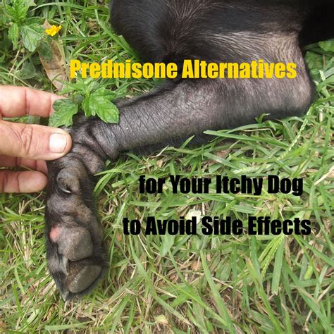 Prednisone Alternatives So That Your Itchy Dog Can Avoid The Serious